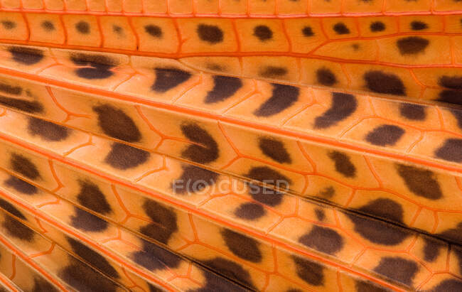 Macrofotografia de uma porção da asa traseira do 'Saltador de asa vermelha gigante' mostrando seus padrões repetitivos; um gafanhoto (Tropidacris dux) do Peru — Fotografia de Stock