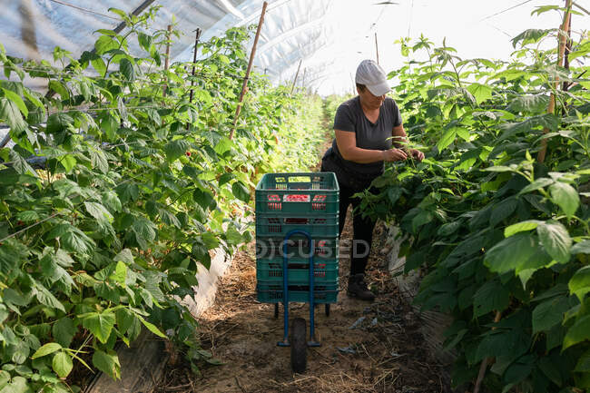Взрослая женщина-фермер, стоящая в оранжерее и собирающая спелую малину из кустов во время сбора урожая — стоковое фото
