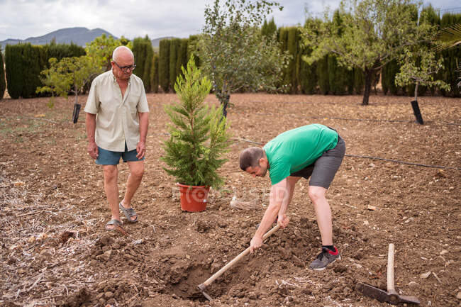 Vue latérale d'un horticulteur masculin âgé regardant son fils avec une pioche desserrant le sol dans une fosse contre un pin sur un terrain — Photo de stock