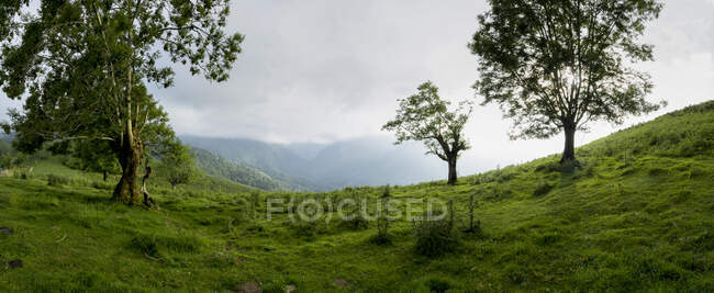 Spectacular panoramic scenery of mountain range covered with lush green vegetation under cloudy sky in summer day in Redes in Asturias Spain — Stock Photo