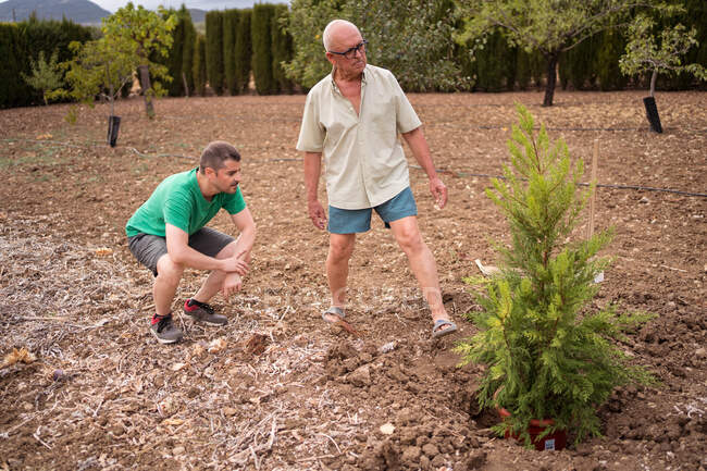 Anciano papá en gafas e hijo en cuclillas contra la olla con árbol de coníferas en el hoyo durante el día - foto de stock