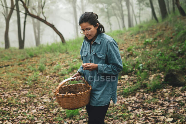 Mulher séria em óculos transportando cesta de vime e pegando cogumelos comestíveis em madeiras em tempo nebuloso — Fotografia de Stock