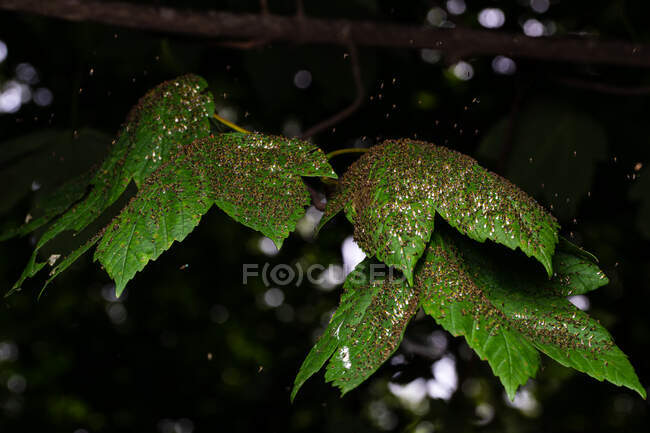Халкидные осы (Torymus sp.) и (Chrysocharis sp.) Ведение странного неопознанного поведения — стоковое фото