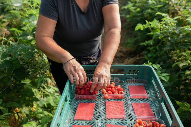 Cultivez des baies de vérification de jardinier femelle tout en recueillant des framboises mûres dans des caisses en plastique dans une serre chaude pendant la saison de récolte — Photo de stock