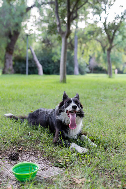 Cão positivo com língua para fora deitado na grama verde no parque durante o dia — Fotografia de Stock