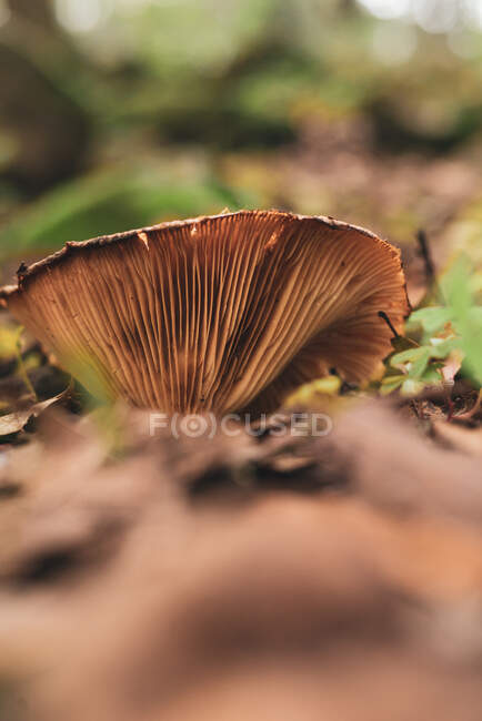 Milk cap mushroom growing in woods covered with fallen dry foliage in autumn day — Stock Photo