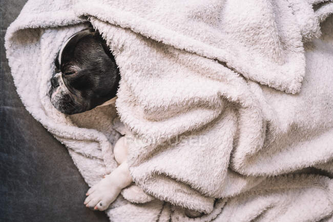 Desde arriba de pequeño Bulldog francés envuelto en toalla durmiendo pacíficamente en el suelo - foto de stock