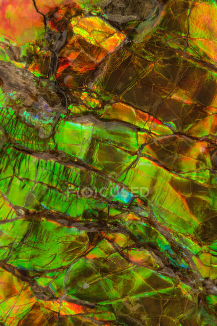 Macrofotografia mostrando as cores iridescentes da ammolita (Placenticeras sp.). Ammolite é composto das conchas fossilizadas de amonitas e ganhou status de pedra preciosa em 1981. Este espécime é do Cretáceo tardio em idade (70 milhões de anos) e é do B — Fotografia de Stock