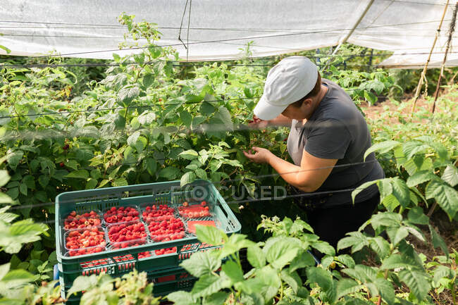 Giardiniere femminile che controlla le bacche mentre raccoglie lamponi maturi in casse di plastica in serra durante la stagione del raccolto — Foto stock