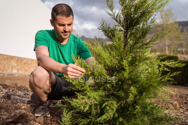 Adult male horticulturist planting evergreen tree on land — Stock Photo