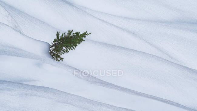 Árvore de conífera solitária com agulhas crescendo em galhos entre snowdrifts na natureza de inverno nevado — Fotografia de Stock