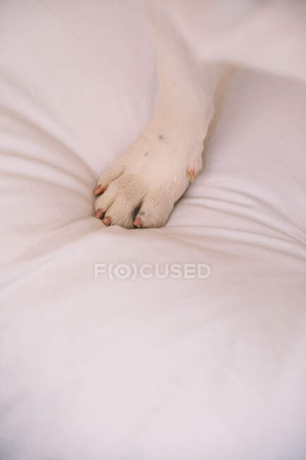 Dall'alto primo piano di zampa di cane domestico che si trova su plaid morbido a casa — Foto stock