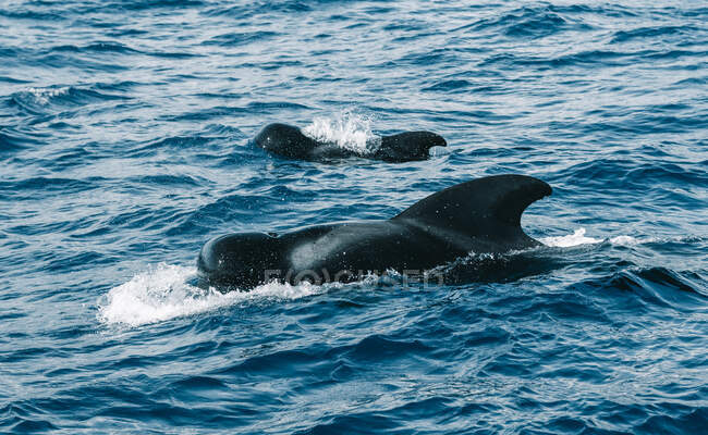 Pilot whales with fins swimming in wavy blue ocean with foam in daylight in Tenerife Spain — Stock Photo