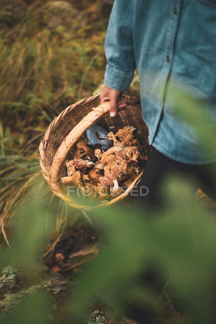 Hohe Winkel der Ernte unkenntlich Weibchen tragen Weidenkorb mit essbaren Pilzen im Wald — Stockfoto