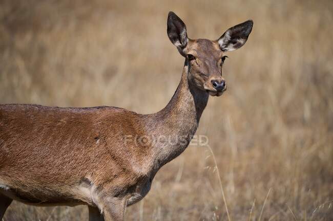 Cervos de corça selvagem pastando no prado — Fotografia de Stock