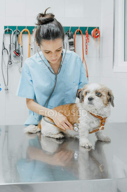 Jovem médica veterinária atenta examinando as costas do cão de raça pura fofo na mesa de metal no hospital — Fotografia de Stock