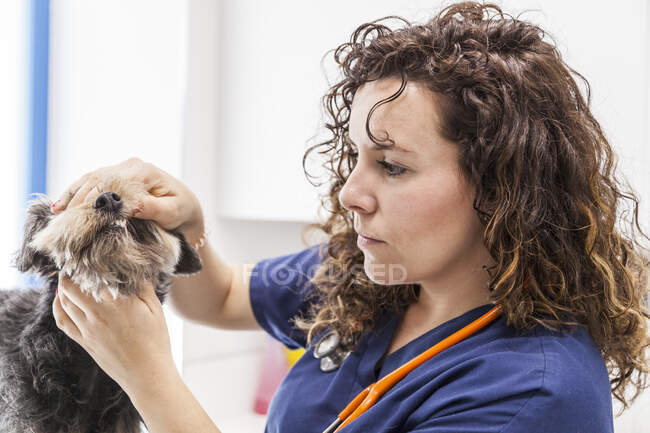 Lockenhaarige Frau in Uniform kontrolliert Zähne des Yorkshire Terriers während einer tierärztlichen Untersuchung — Stockfoto