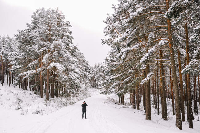 Distanzierte Person in Oberbekleidung steht auf schneebedecktem Pfad zwischen schneebedeckten Nadelbäumen im Winterwald und fotografiert Landschaft mit dem Handy — Stockfoto