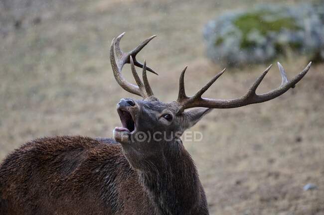 Wild buck deer grunting while grazing in forest with green plants in the woods — Stock Photo