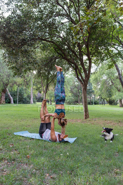 Vista lateral do casal concentrado em sportswear praticando acroioga na grama verde perto de cão obediente no parque durante o dia — Fotografia de Stock