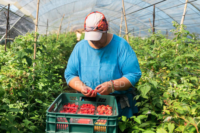 Female gardener checking berries while collecting ripe raspberries in plastic crates in hothouse during harvest season — Stock Photo