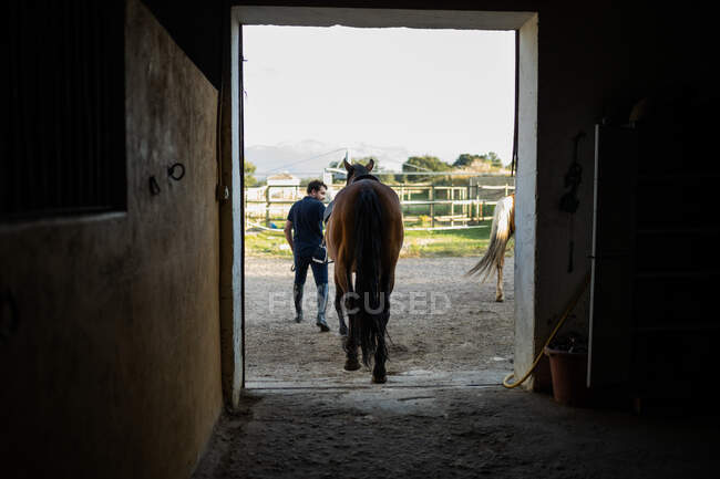 Visão traseira do macho em botas de equitação levando garanhão para fora do estábulo no campo durante o dia — Fotografia de Stock