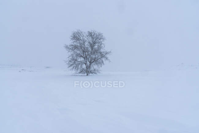 Vue de paysage d'arbres secs poussant sur des terres enneigées avec des collines sous un ciel clair le jour d'hiver dans la campagne — Photo de stock