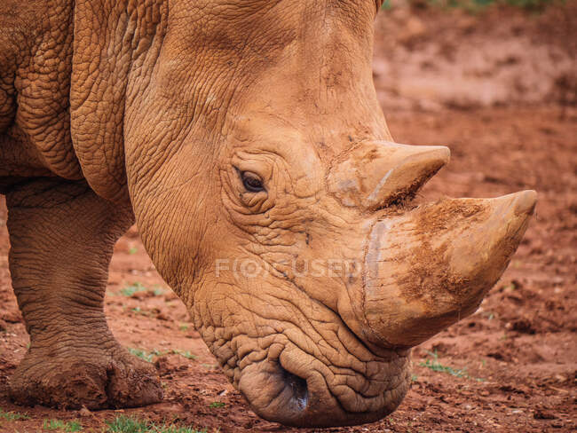 Носорог с грязью на коричневой рыхлой коже и рогами, стоящими, поедая траву на лугу в саванне на размытом фоне — стоковое фото