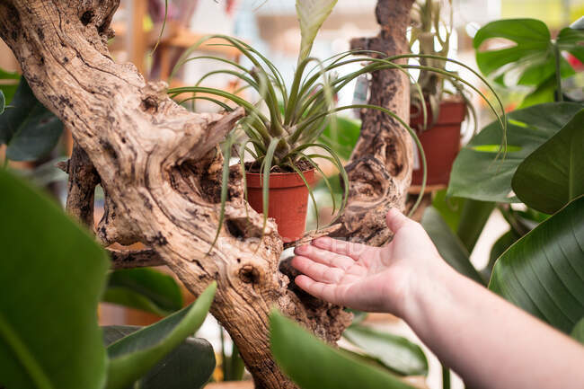 Crop unrecognizable vendor demonstrating tropical plant in pot between rough trunks at work in garden shop — Stock Photo