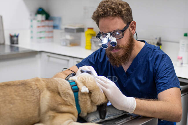 Ветеринарный хирург с бородой, не ухоженный, оперирующий с увеличительными очками поверх очков — стоковое фото