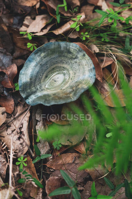 High angle of indigo milk cap edible mushroom growing on ground covered with dry leaves in autumn forest — Stock Photo