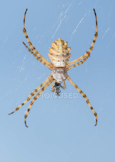 Gros plan sur l'araignée tigrée (Argiope lobata) — Photo de stock