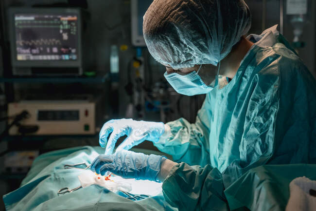 Veterinario en guantes estériles con pinzas quirúrgicas y tijeras operando animal anónimo contra monitor de frecuencia cardíaca en hospital - foto de stock