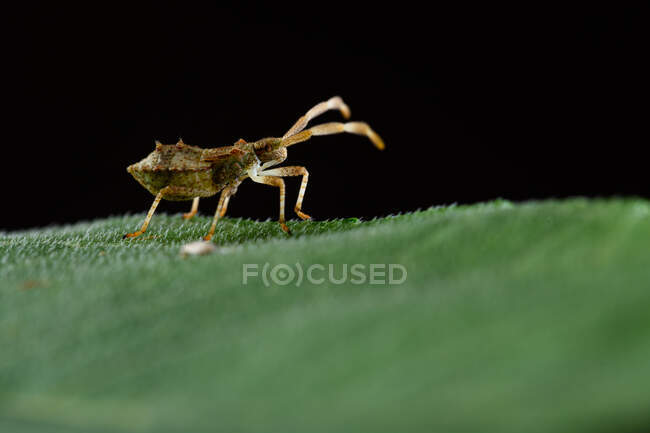 Primo piano dell'insetto del bacino o dello squashbug bruno-rossastro (Coreus marginatus) — Foto stock