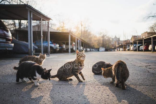 Fluffy cats meowing and begging for food while sitting on asphalt ground on street — Stock Photo