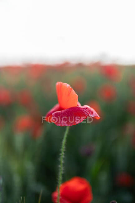 Blooming Papaver flower with curved tender petals growing on meadow in evening countryside — Stock Photo