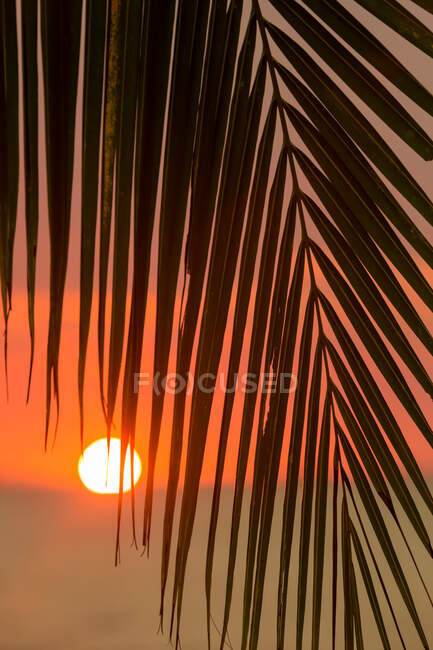 Palm branch of palm with long pointed leaves growing against orange sun at sundown in Malaysia — Stock Photo