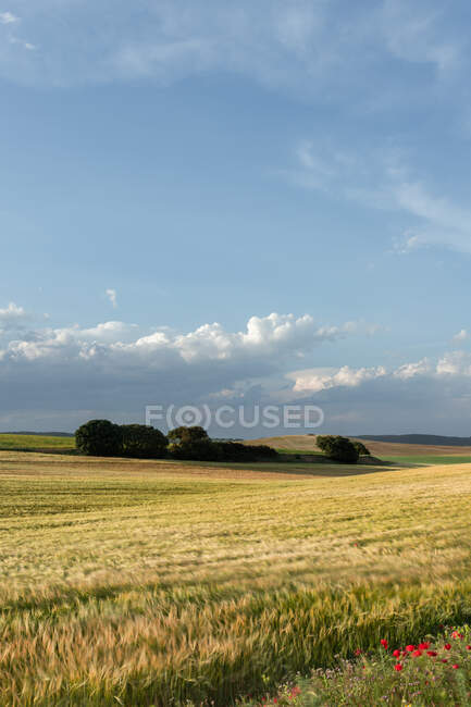 Vue panoramique de prairie avec herbe luxuriante et des arbres contre les collines sous des nuages pelucheux dans la campagne — Photo de stock