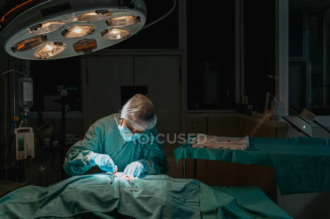 Veterinarian in sterile gloves with surgical tweezers and scissors operating anonymous animal in hospital — Stock Photo