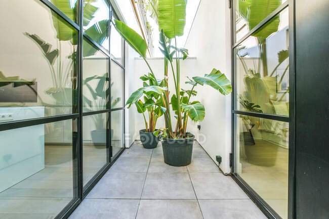 Plantes en pot contre le mur de verre à la maison pendant la journée — Photo de stock