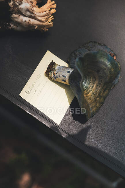 Сверху свежий гриб молочной шапки помещен рядом с памяткой и корень на черном столе — стоковое фото