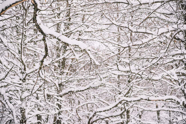 Fondo de marco completo de bosque denso de invierno con ramas de árboles desnudos bajo la nieve - foto de stock