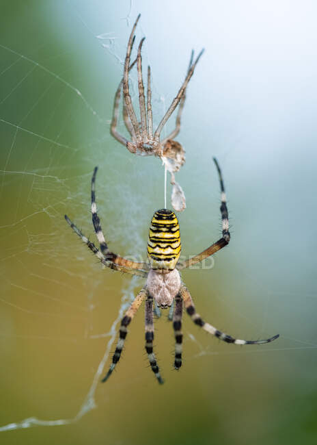 Wasp spider (Argiope bruennichi)shedding skin, a species of orb-web spider — Stock Photo