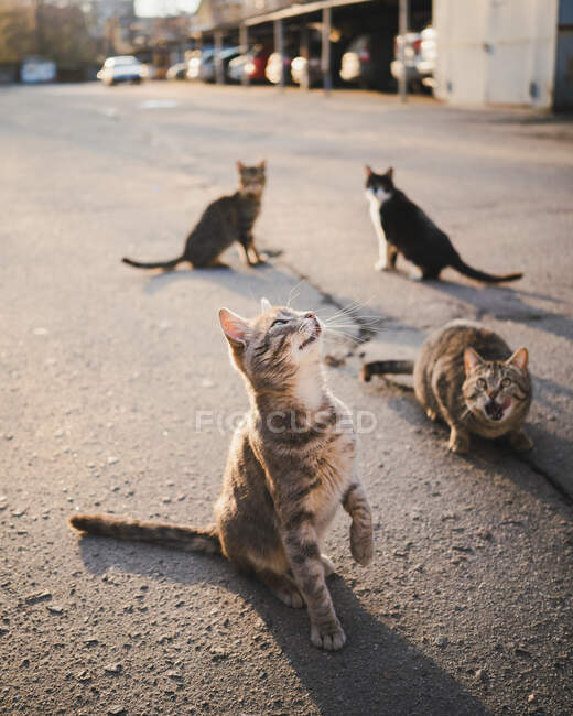 Пушистые кошки мяукают и просят еды, сидя на асфальте на улице — стоковое фото