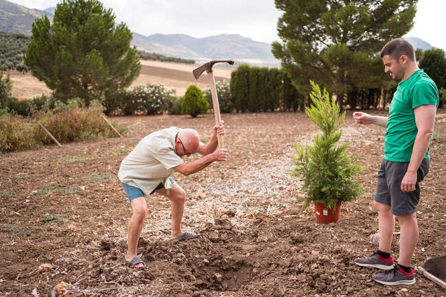 Vue latérale de l'horticulteur masculin âgé avec pioche desserrant le sol dans la fosse contre le fils et le pin sur le terrain — Photo de stock