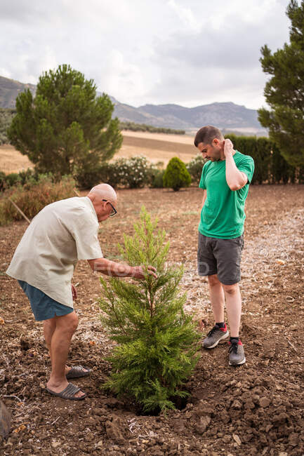 Padre mayor con hijo adulto plantando árbol siempreverde en hoyo con suelo áspero a la luz del día - foto de stock