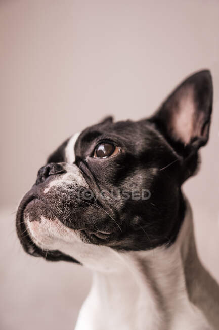 Small French Bulldog in profile with raised ears looking away on a pink background — Stock Photo