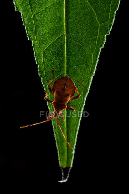 Закрыть на зеленом листе док-жука (Coreus marginatus) или красновато-коричневого квашбуга (Coreus marginatus) — стоковое фото