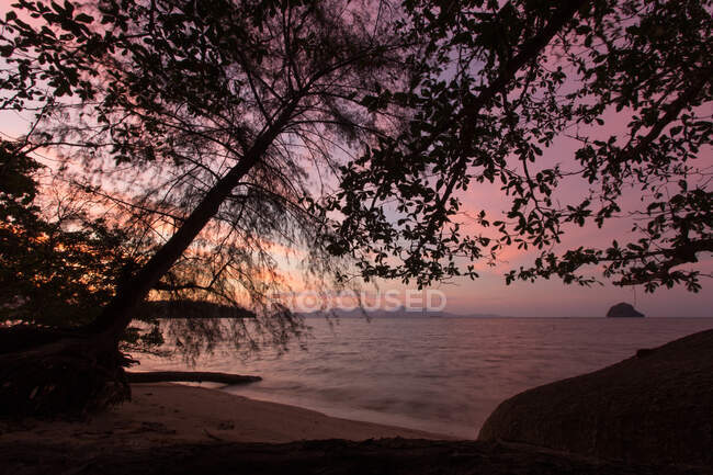 Siluetas de árboles altos que crecen en la costa de arena húmeda del mar al atardecer en Malasia - foto de stock