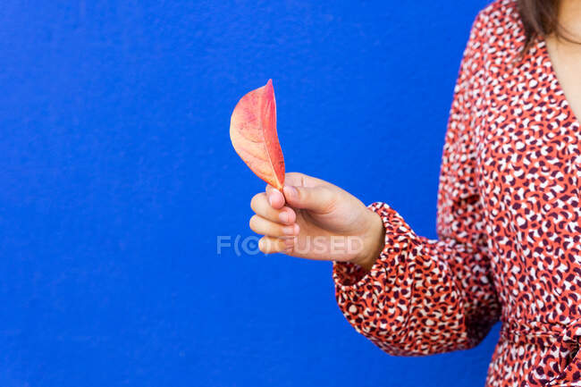Cropped unrecognizable female in red dress holding autumn leaf against blue background — Stock Photo